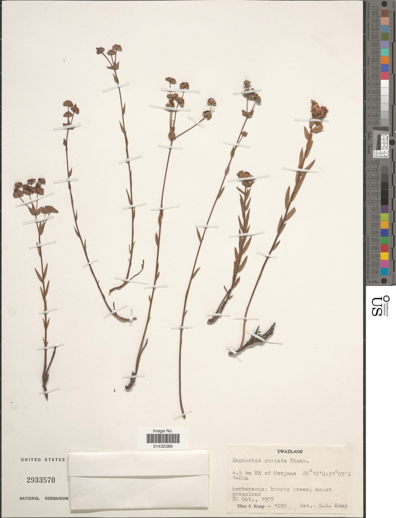 Euphorbia microsciadia photo 5