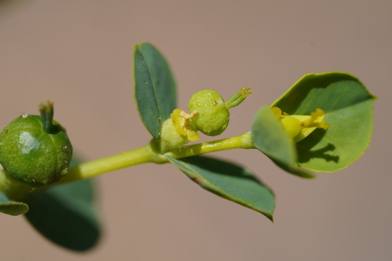 Euphorbia microsphaera