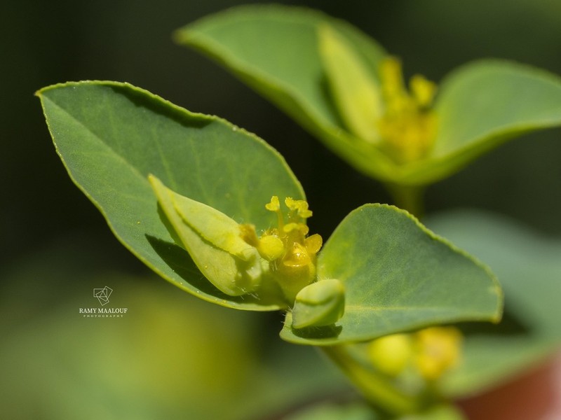 Euphorbia microsphaera photo 2