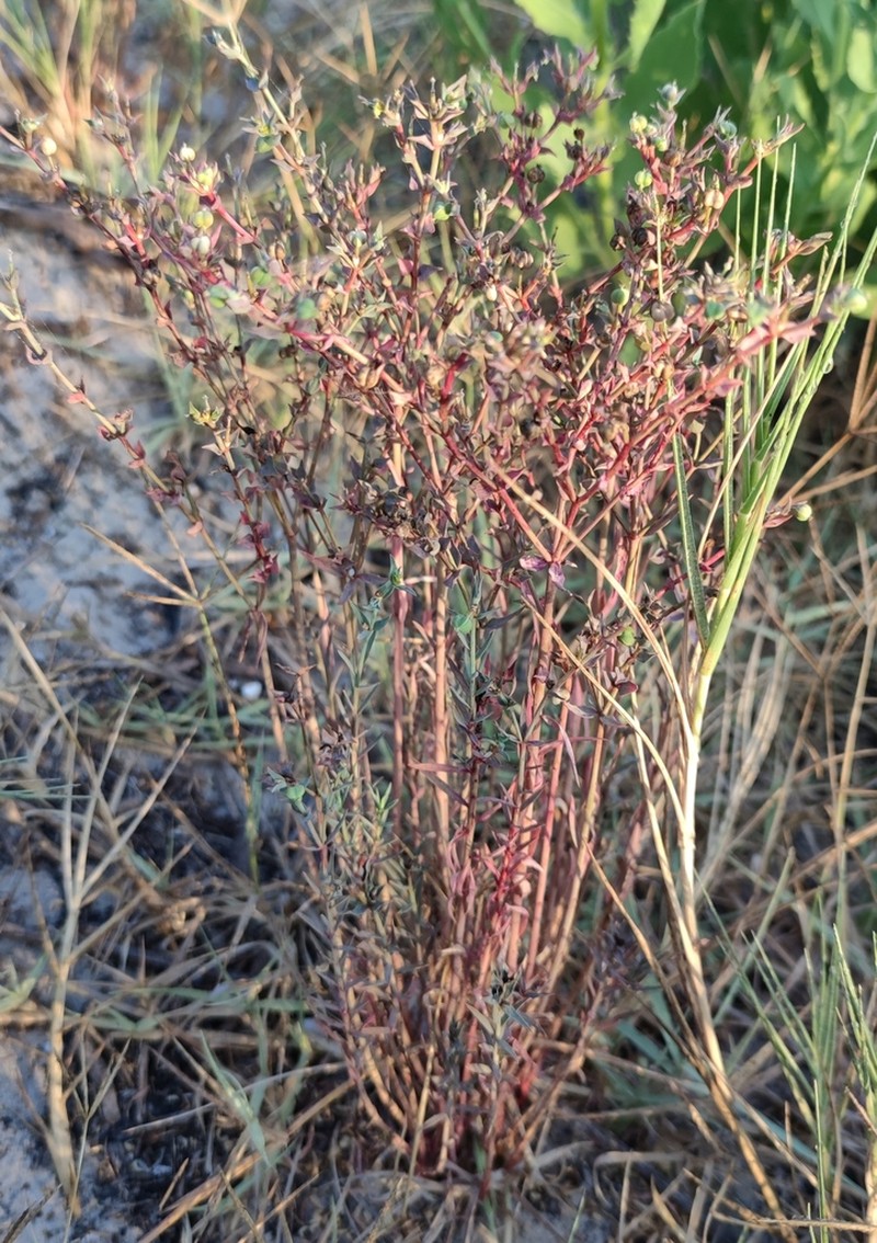 Euphorbia microsphaera photo 3