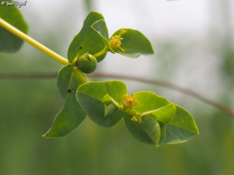 Euphorbia microsphaera photo 4