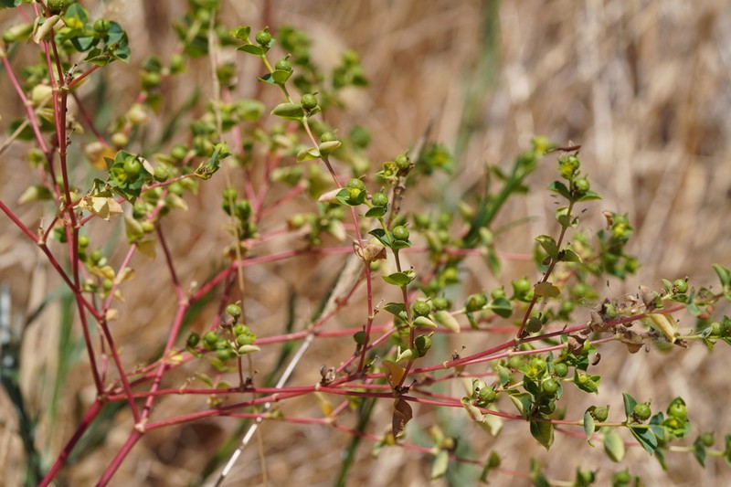 Euphorbia microsphaera photo 5