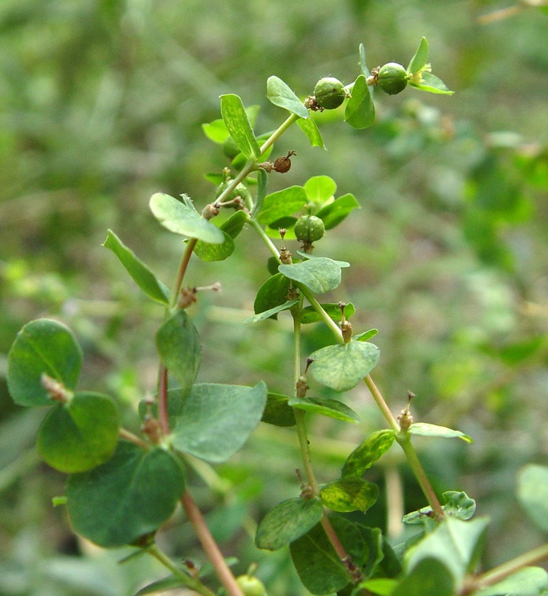 Euphorbia microsphaera photo 7