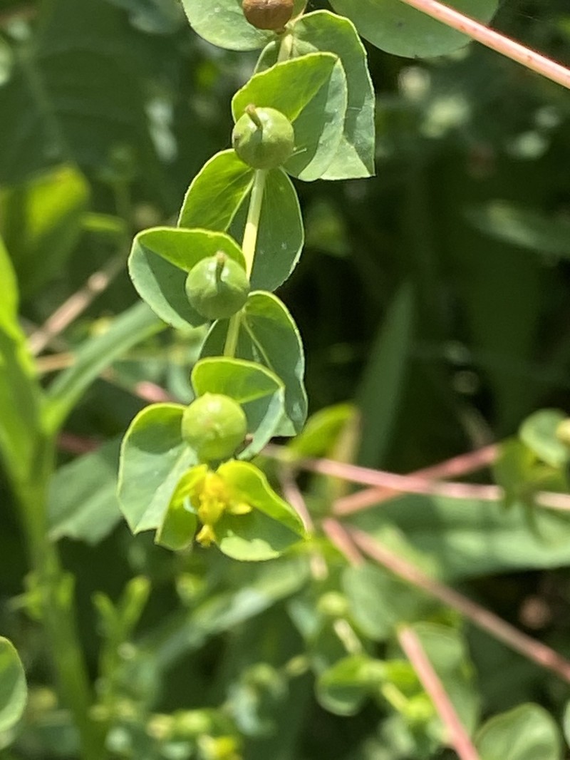 Euphorbia microsphaera photo 8