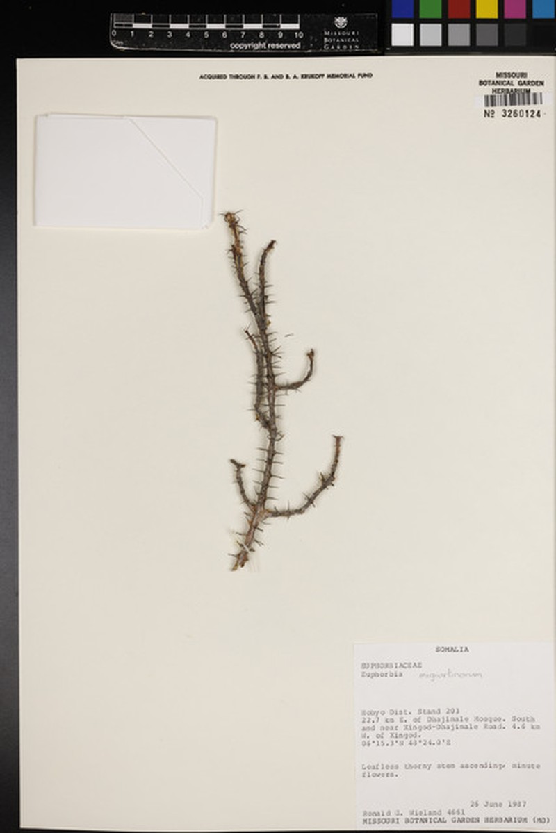 Euphorbia migiurtinorum