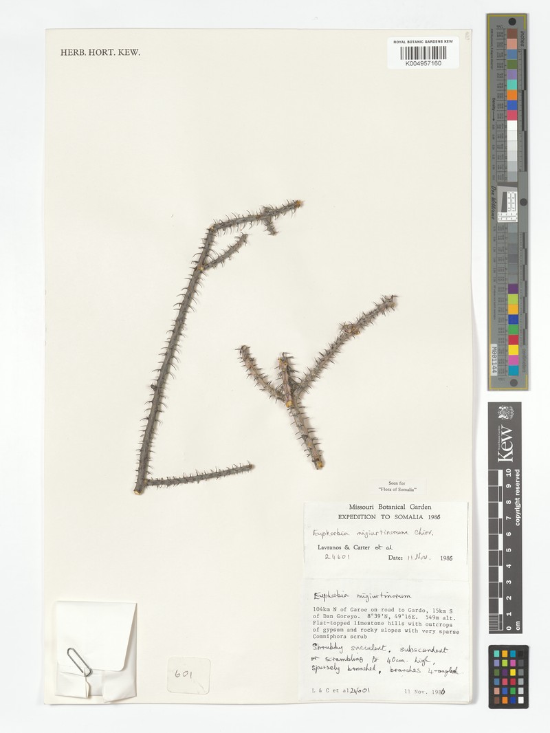 Euphorbia migiurtinorum photo 2