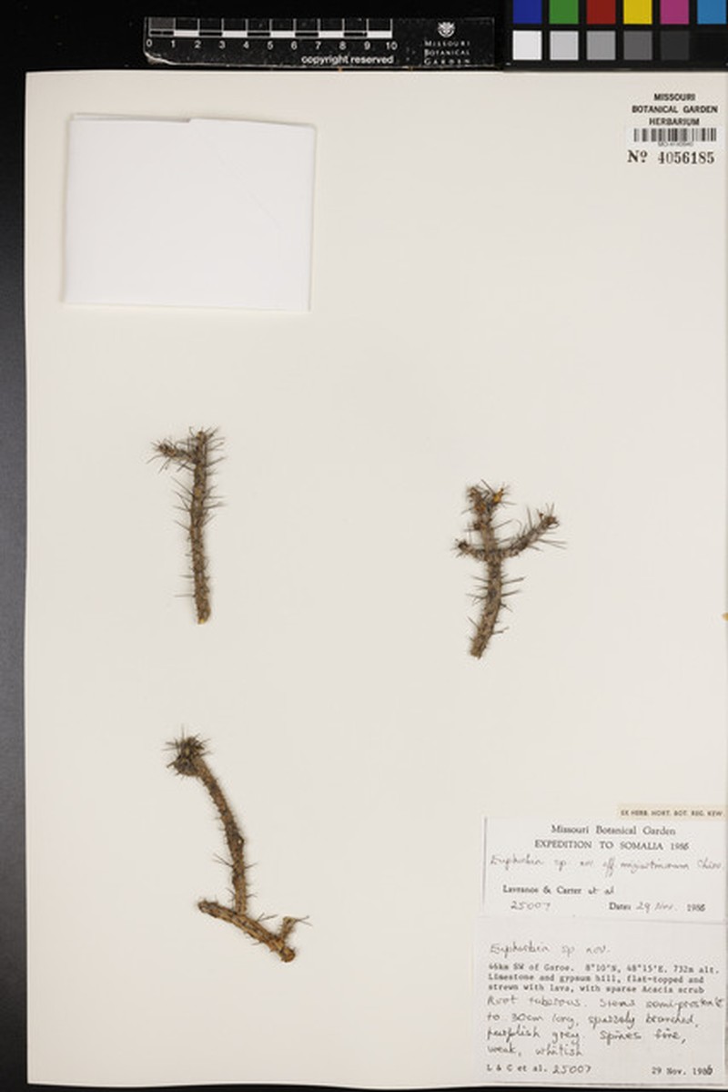 Euphorbia migiurtinorum photo 3