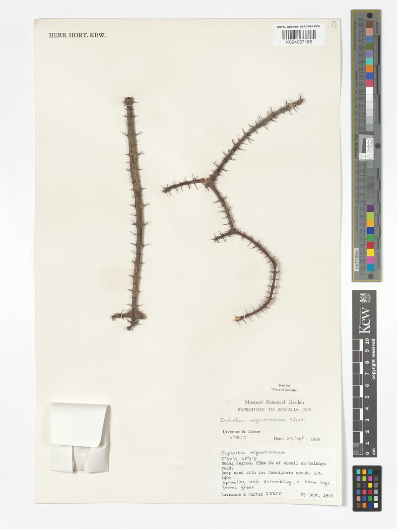 Euphorbia migiurtinorum photo 5