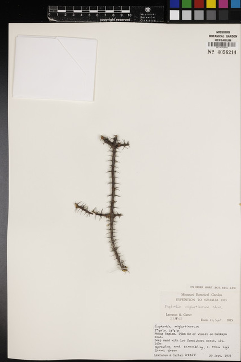 Euphorbia migiurtinorum photo 6