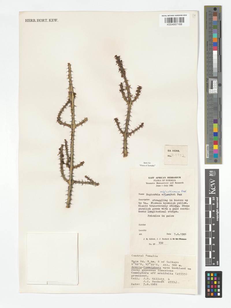 Euphorbia migiurtinorum photo 8