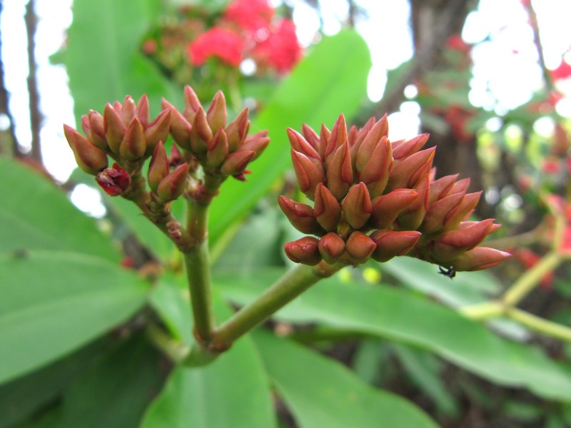 Christplant photo 4