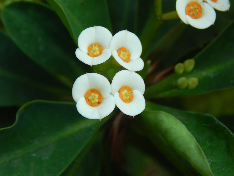 Christplant photo 5