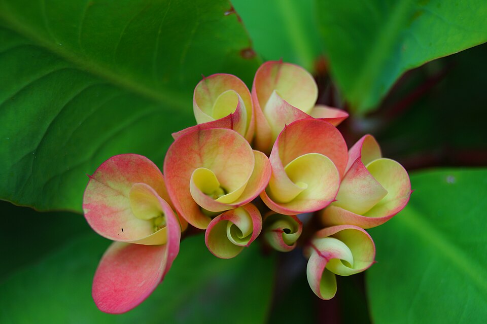 Christplant photo 3