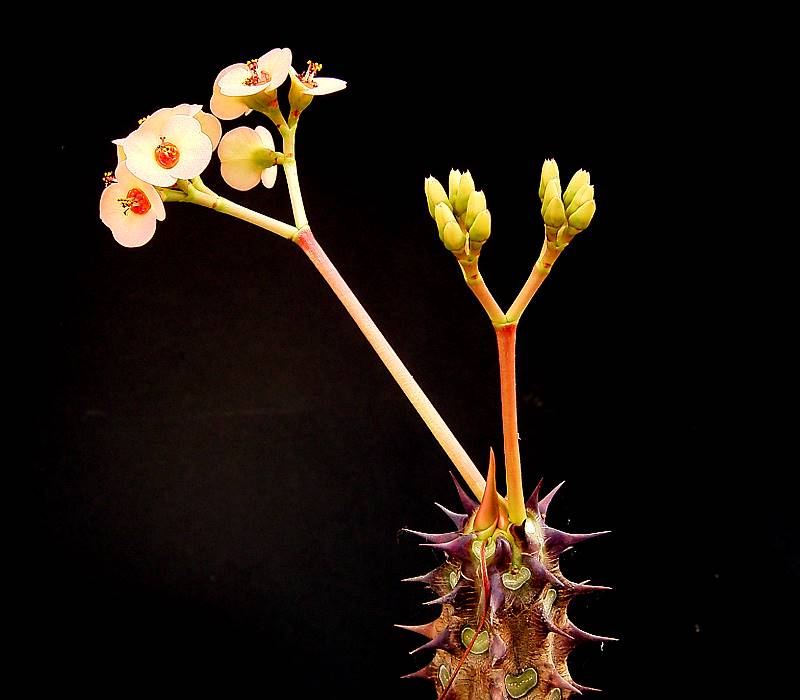 Christplant photo 4