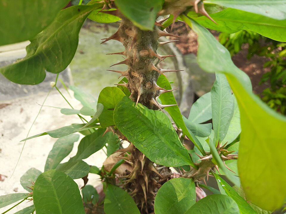 Christplant photo 5