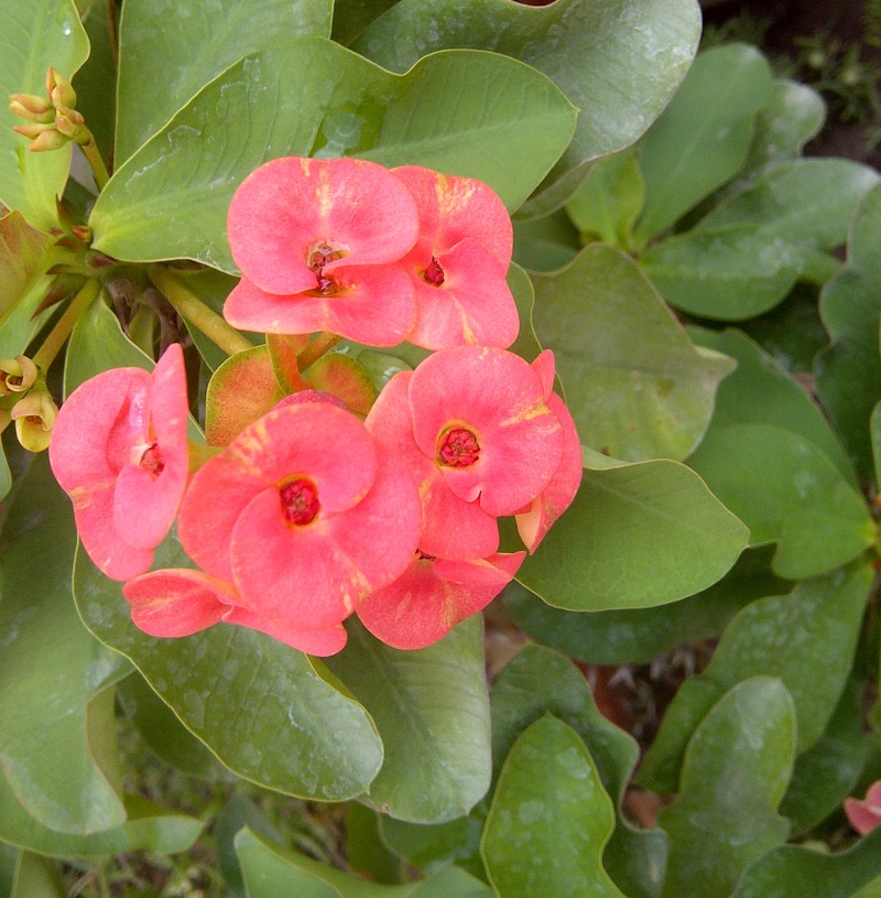Christplant photo 6