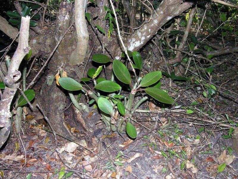 Euphorbia millotii photo 2