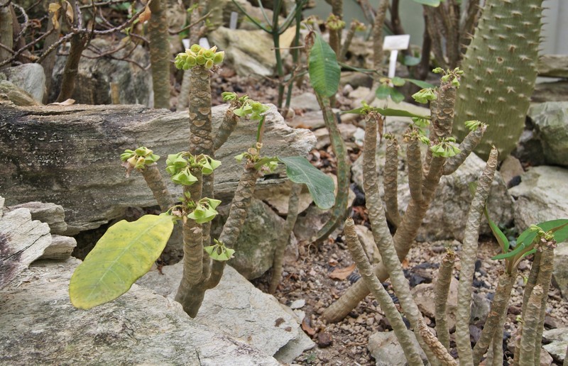 Euphorbia millotii photo 3
