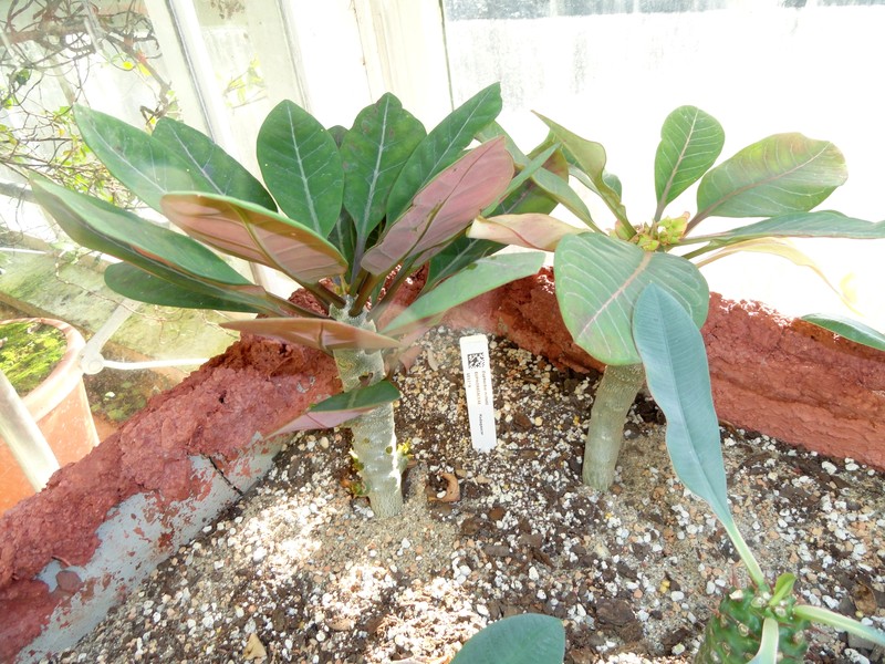 Euphorbia millotii photo 4