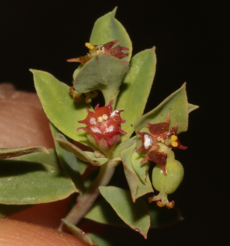 Euphorbia minuscula photo 3