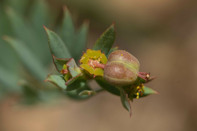 Euphorbia minuscula photo 4