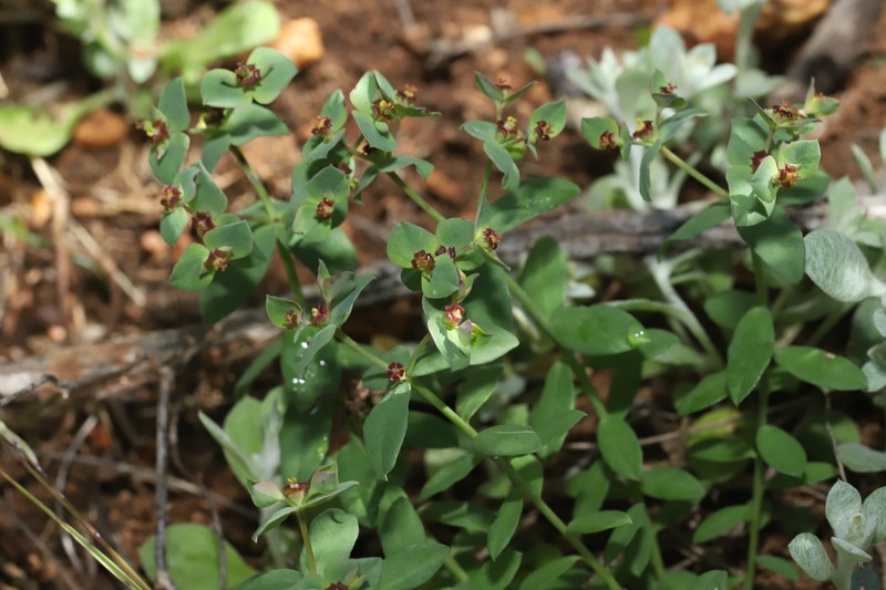 Euphorbia minuscula photo 5