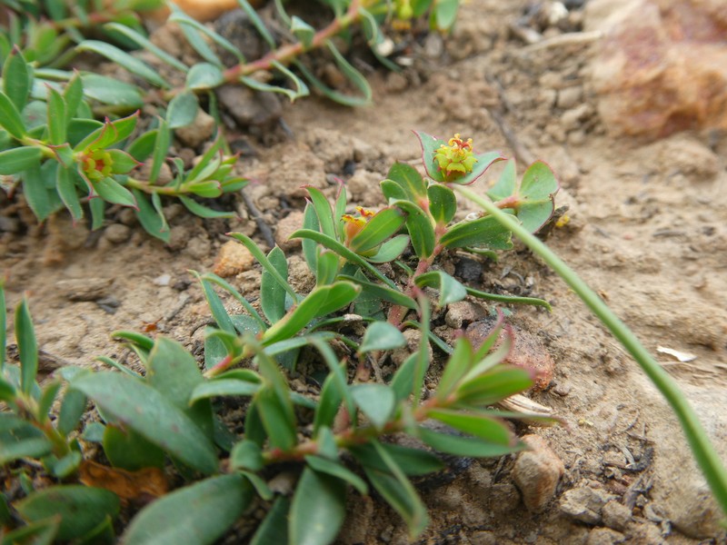 Euphorbia minuscula photo 6