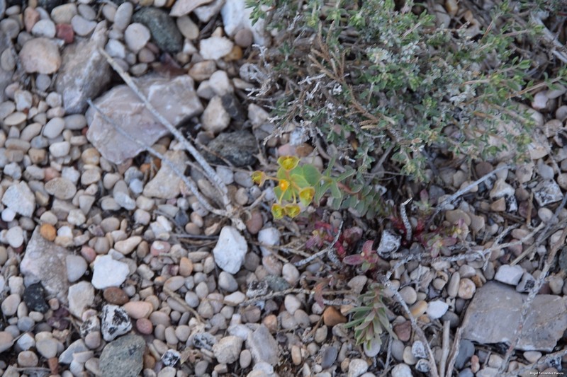 Euphorbia minuta