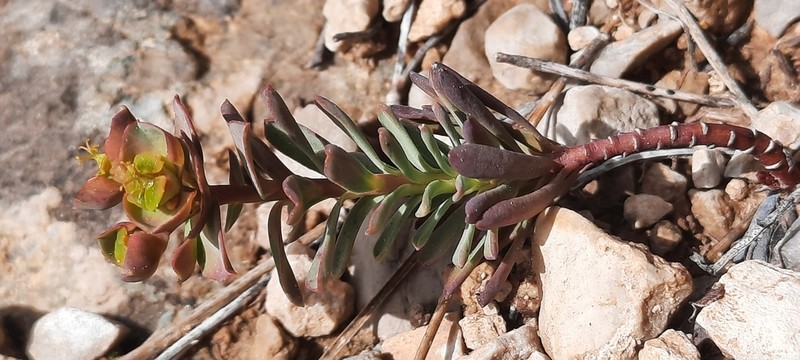 Euphorbia minuta photo 2