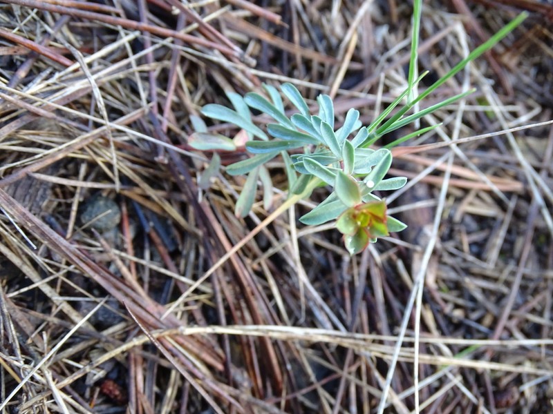 Euphorbia minuta photo 4
