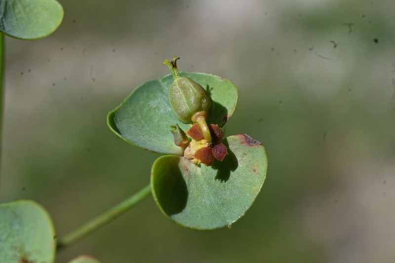 Euphorbia minuta photo 6