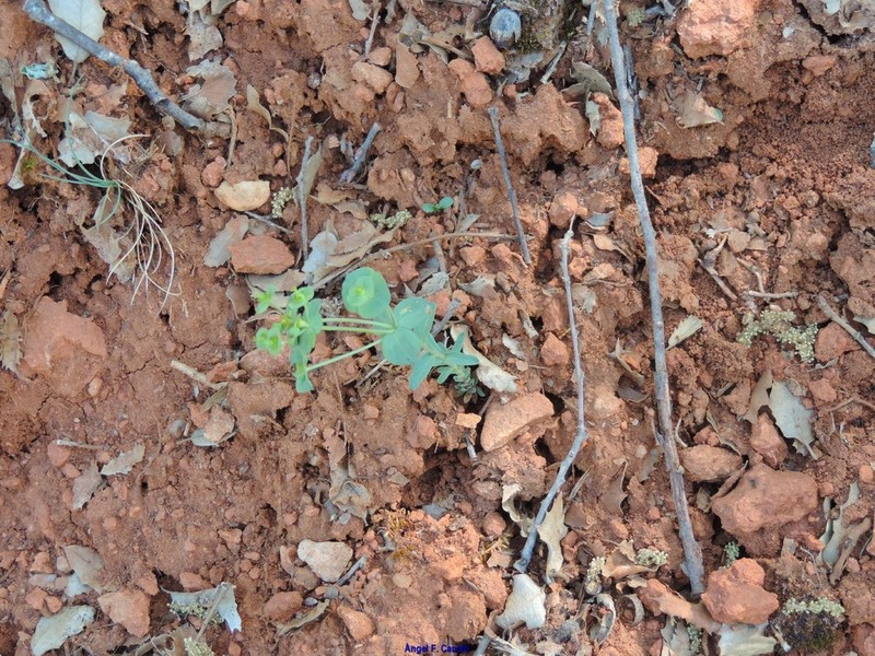 Euphorbia minuta photo 8