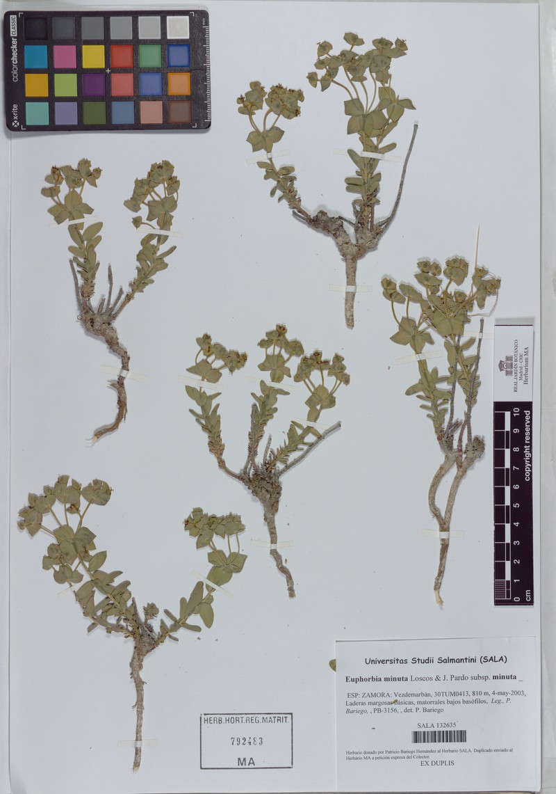 Euphorbia minuta subsp. minuta