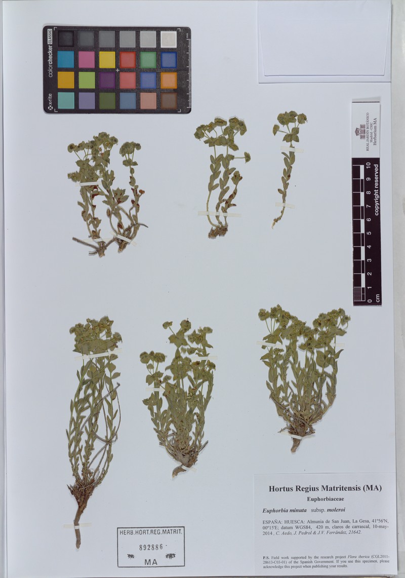 Euphorbia minuta subsp. moleroi