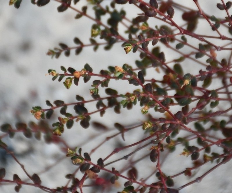 Euphorbia minutula photo 2