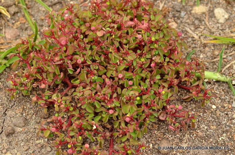 Euphorbia misella