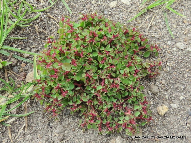 Euphorbia misella photo 2