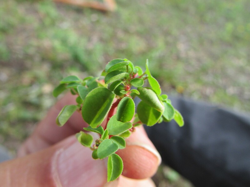Euphorbia misella photo 3