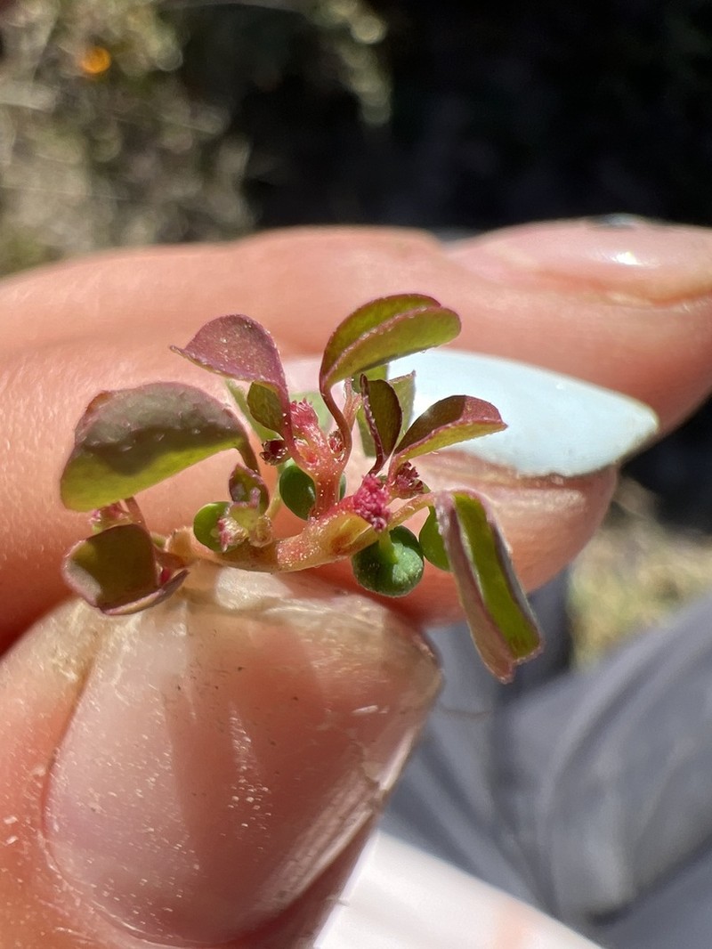 Euphorbia misella photo 5