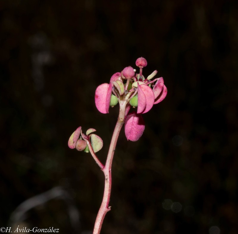 Euphorbia misella photo 6