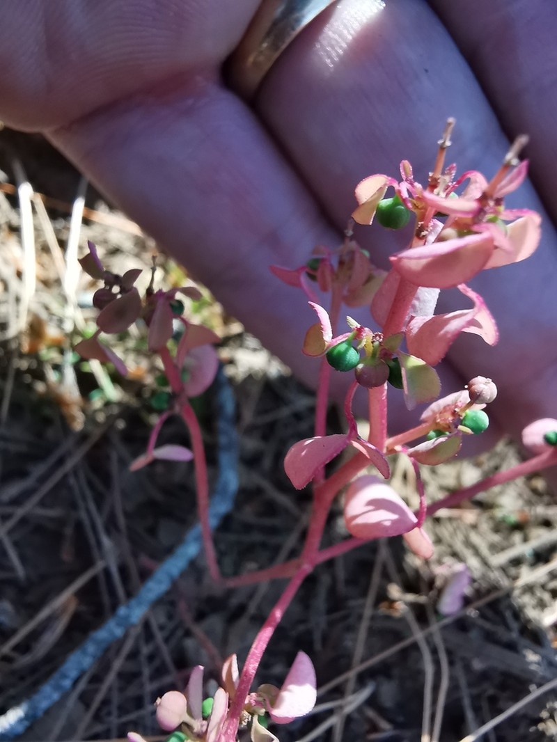 Euphorbia misella photo 7