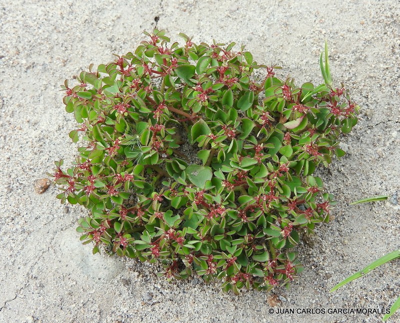 Euphorbia misella photo 8