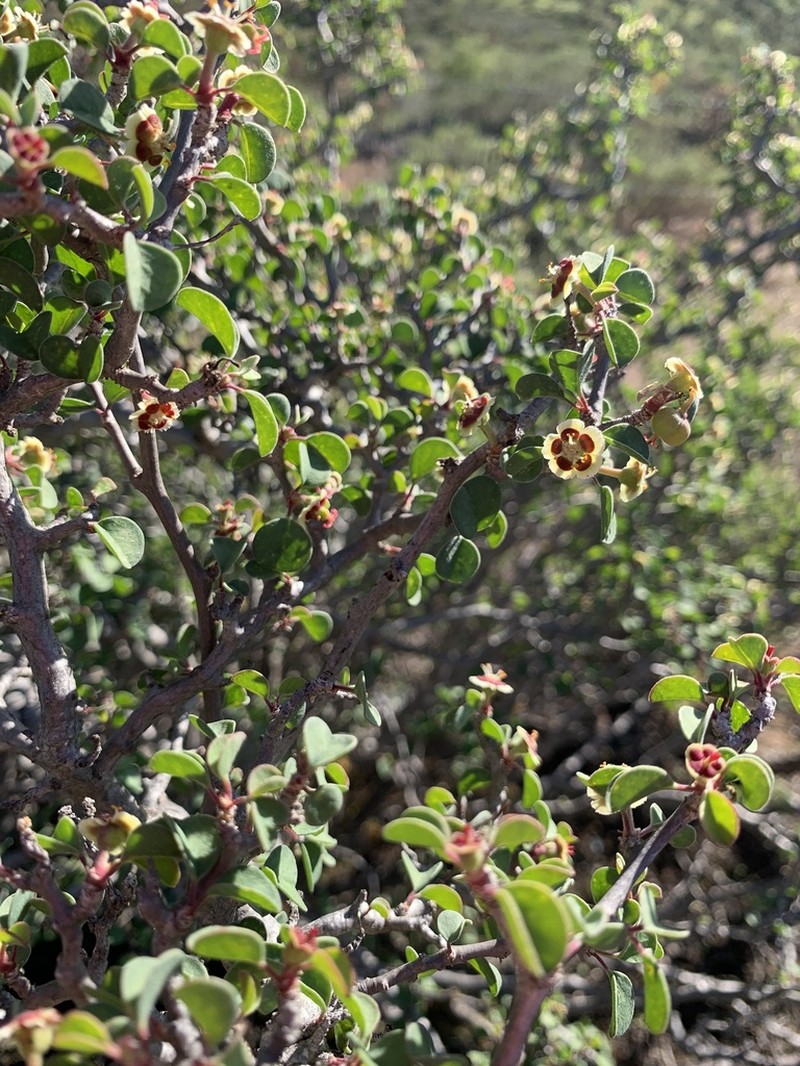 Cliff Spurge
