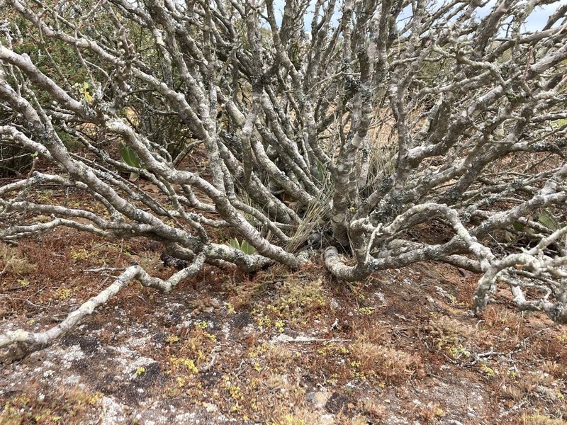 Cliff Spurge photo 3