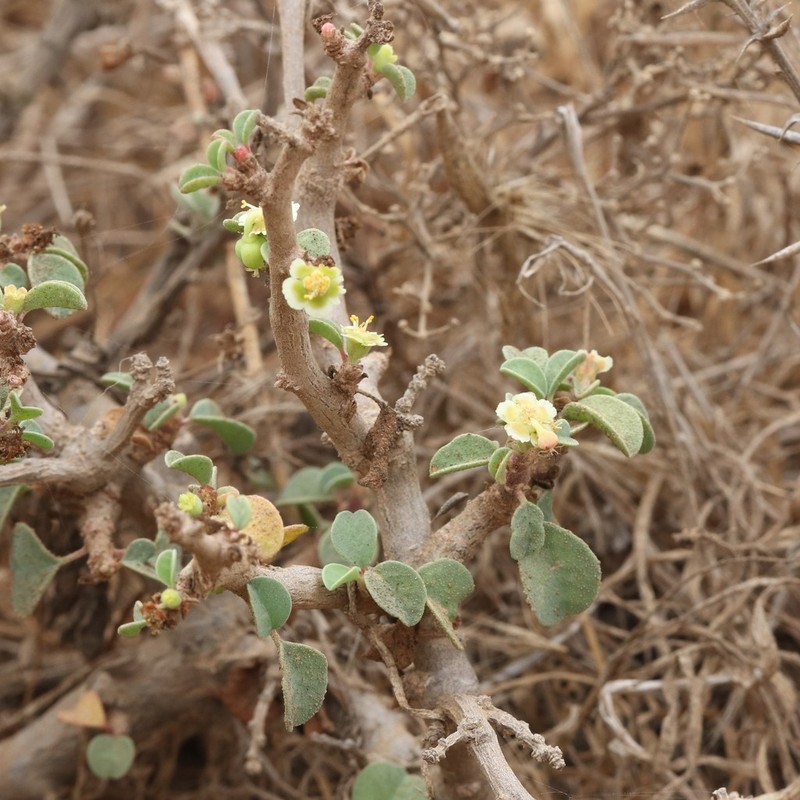 Cliff Spurge photo 4