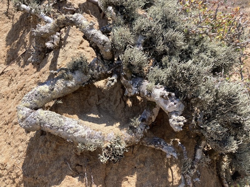 Cliff Spurge photo 5