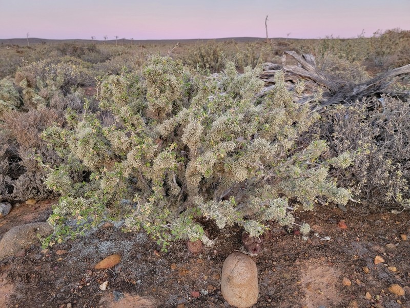 Cliff Spurge photo 6
