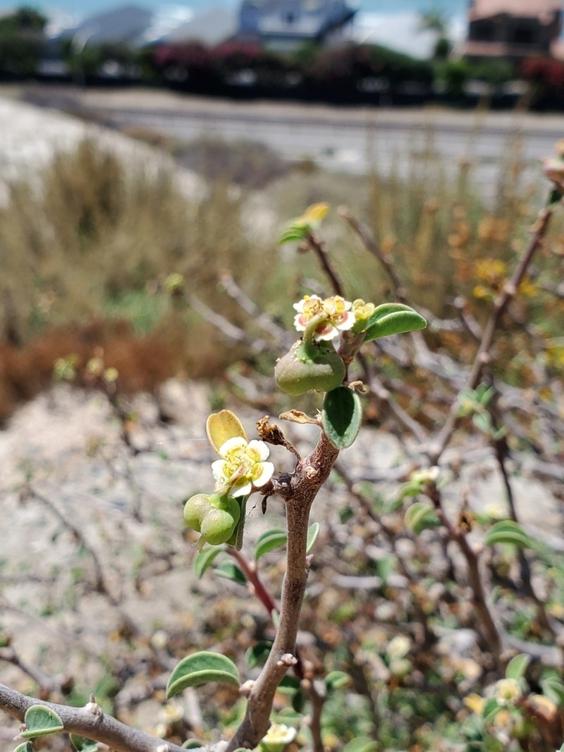 Cliff Spurge photo 7