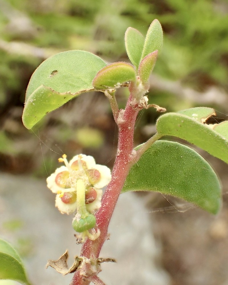 Cliff Spurge photo 8