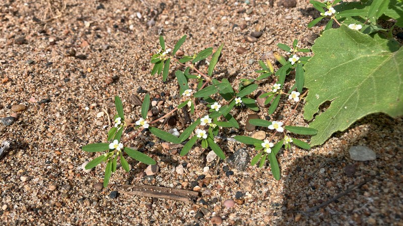 Prairie Sandmat